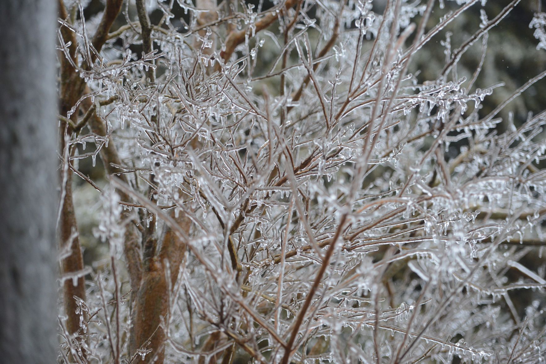 Frozen branches 3.jpg